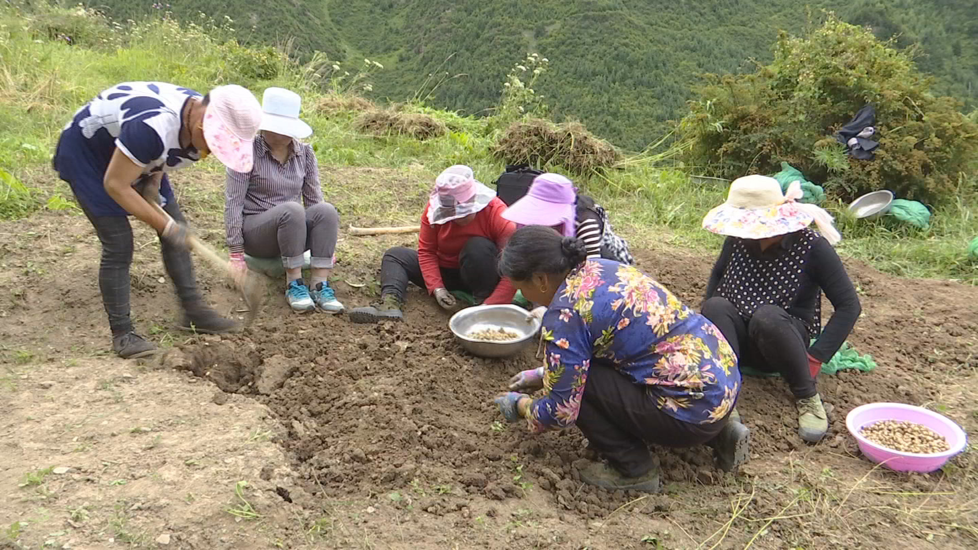 川贝母的最佳采挖年限和时间