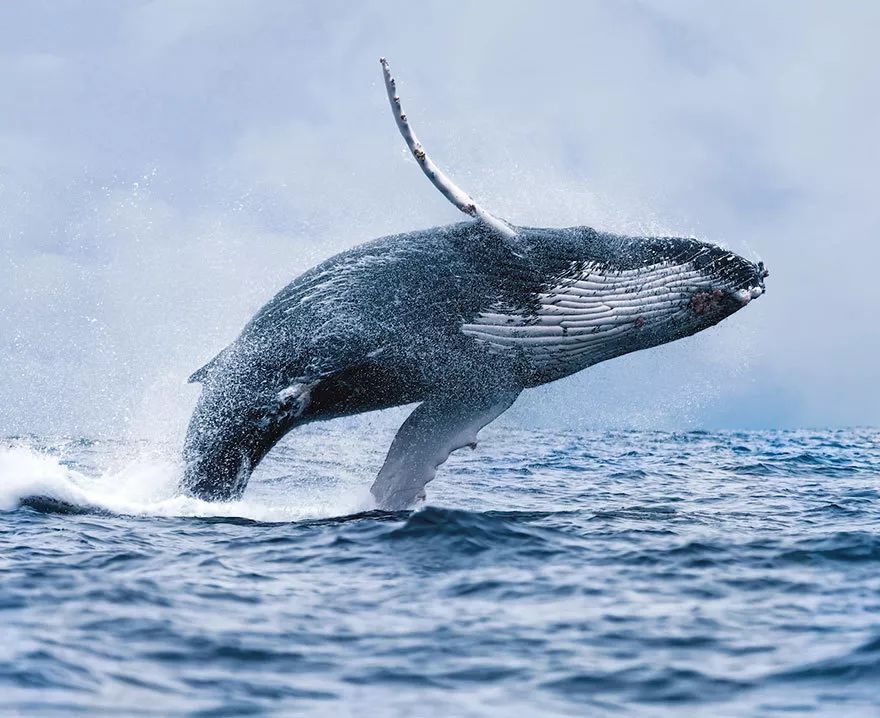 海浪鲸鱼猜什么成语_鲸鱼海浪油画(2)