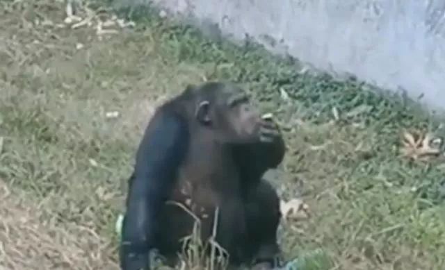 动物园黑猩猩抽烟，别拿游客素质差当托辞｜新京报快评