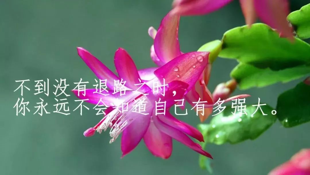 微信最新早安正能量说说心情短语 句句深入人心