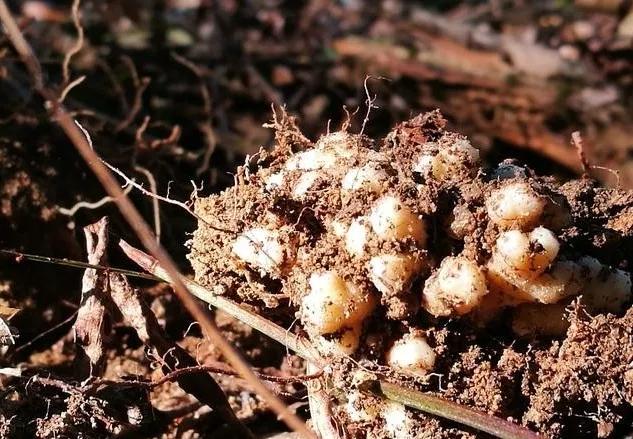 种植兰花的两种极端案例,有根无叶,有叶无根,究竟该如何养活