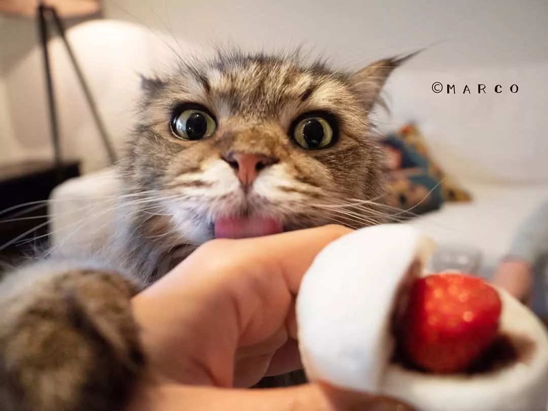 怎么看小猫饿不饿 0a4c1ab0748e4ea698c6eaf1a0dbca4a.jpeg