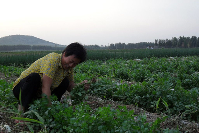 怎样种香菜出苗好 1b0e3be27f5c46fb93aae45d94d75215.jpeg