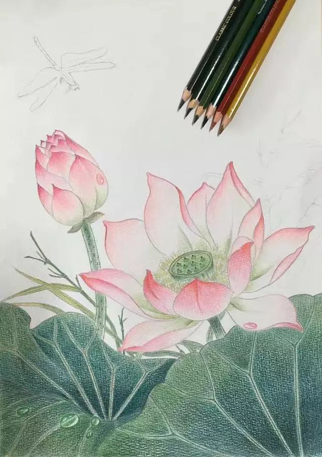 一朵莲花的绽放--看彩铅如何临摹工笔画