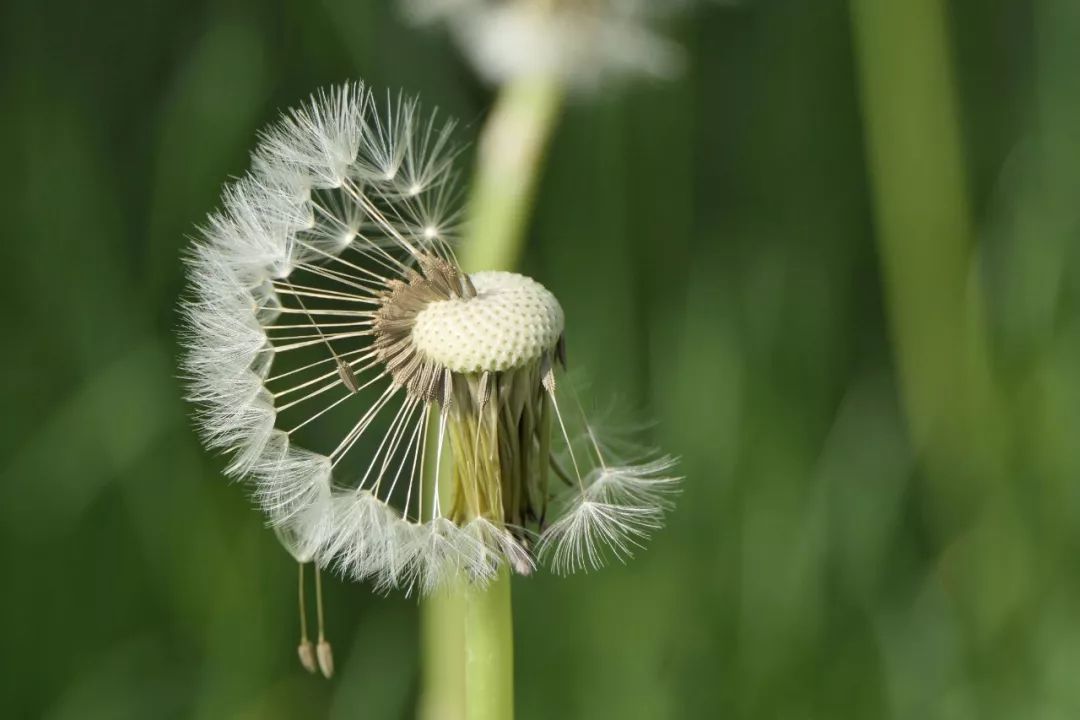 自然探究课招募植物系列课程精巧的飞行器