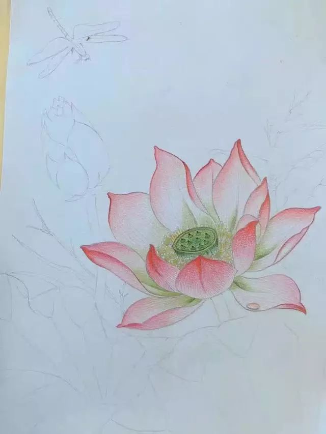 一朵莲花的绽放--看彩铅如何临摹工笔画_莲叶