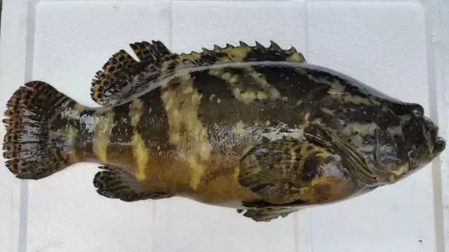 �����ߣ�Ҳ�ƻ����ߡ���������