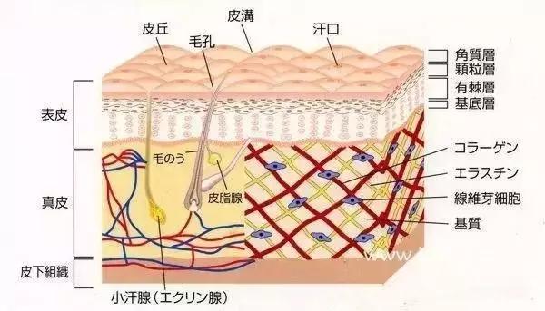 角质层位于真皮层最上方,也就是我们肉眼能所看到的裸露在外的皮肤.