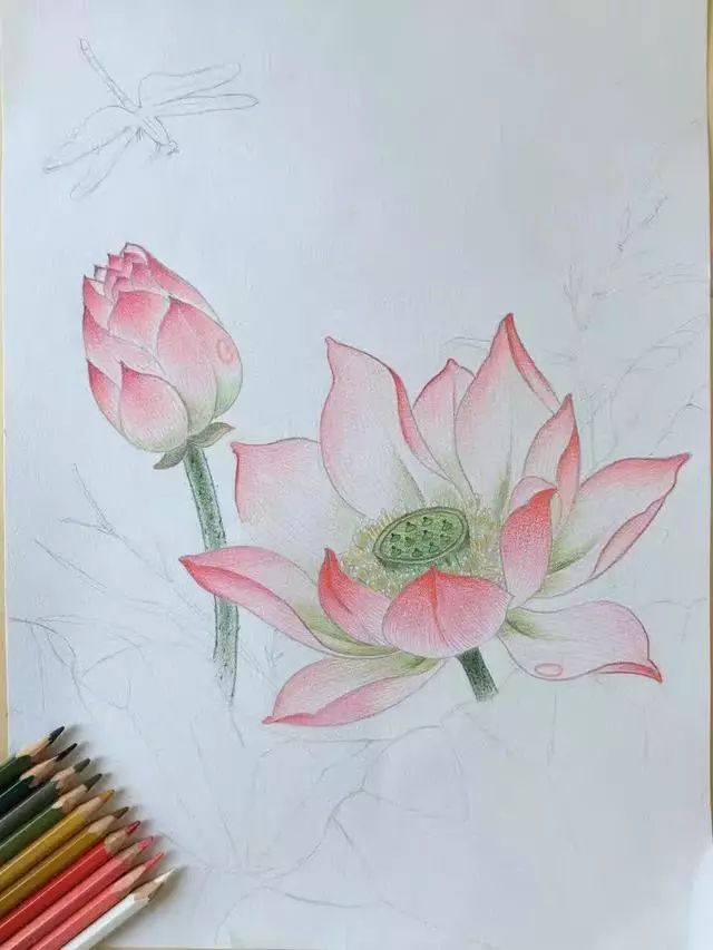 一朵莲花的绽放--看彩铅如何临摹工笔画