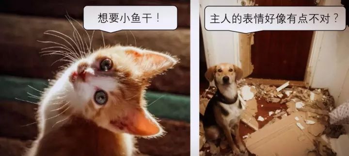 养猫与人口_养猫与社交恐惧