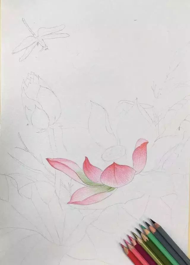 一朵莲花的绽放--看彩铅如何临摹工笔画