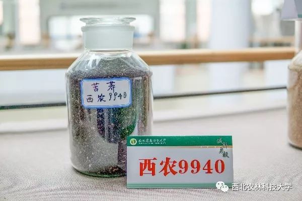 西农9940苦荞品种由西北农林科技大学农学院选育而成.