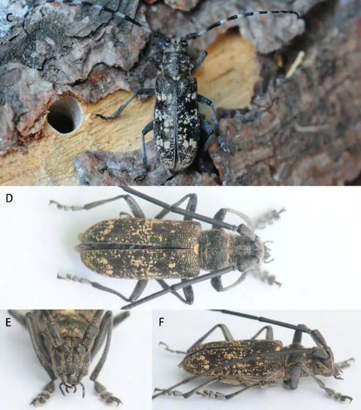 昆虫种类:松墨(褐)天牛monochamus alternatus hope和云杉花墨天牛m