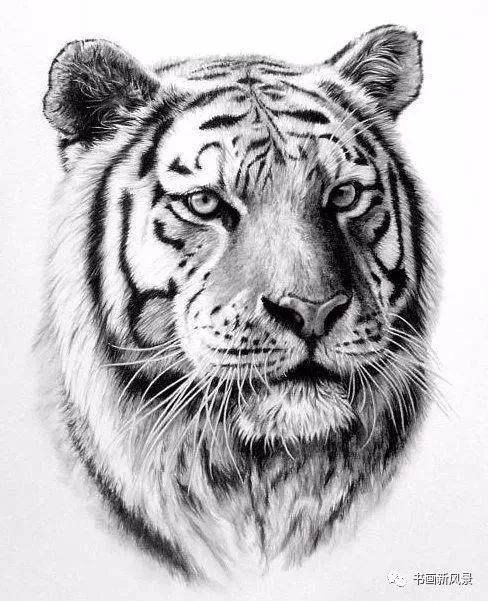 让你震撼的素描狮子老虎小猫