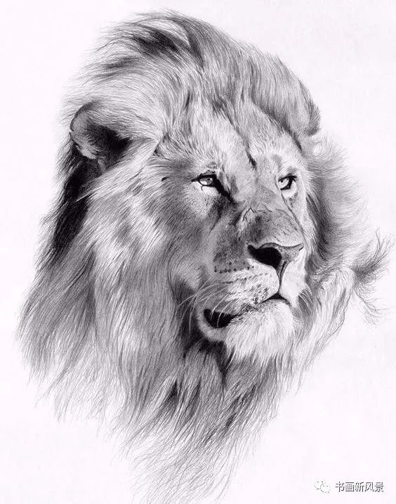 让你震撼的素描狮子老虎小猫