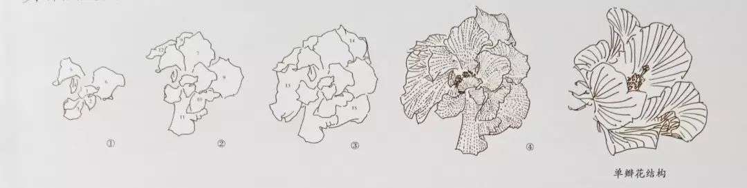 手把手教你画芙蓉花简单易学