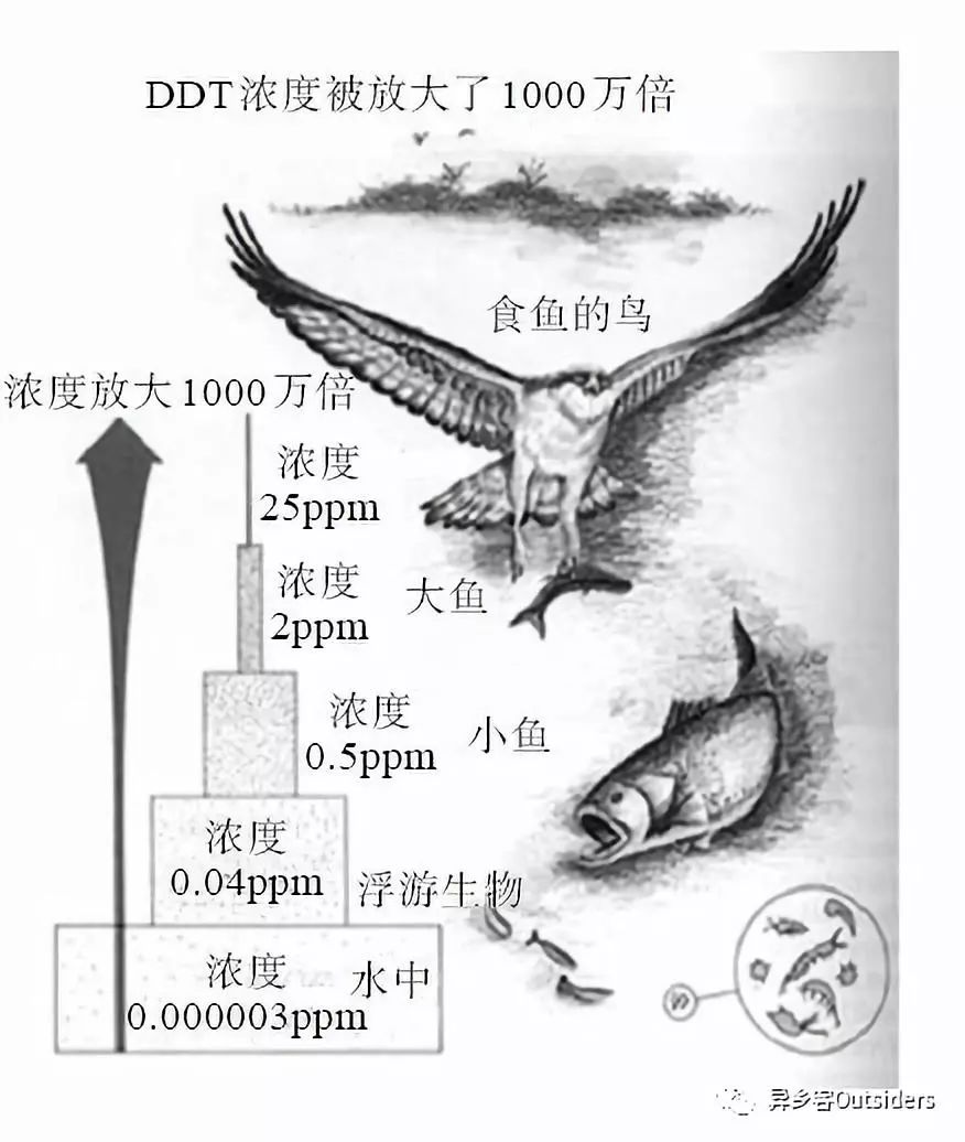 图3-11 ddt的浓度在生物链中的情况图