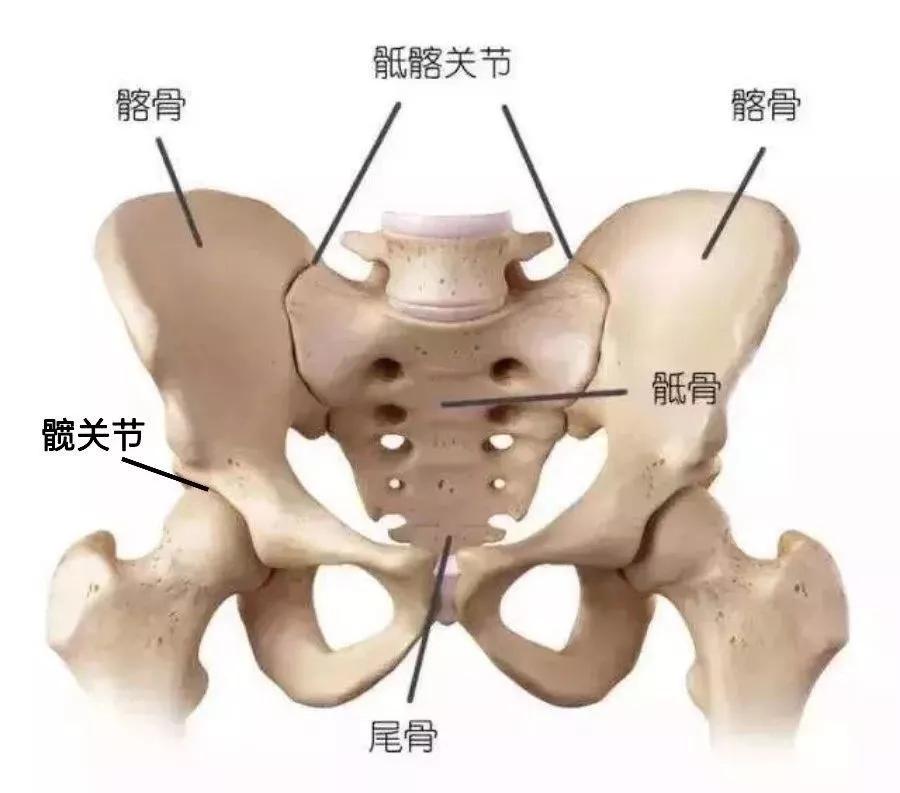 它可以以两侧髋关节为轴心,做前倾,后倾,侧倾和旋转这四个动作