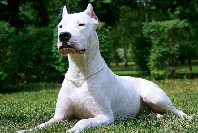 原创世界10大凶猛的护卫犬杜高犬和藏獒上榜你家有养吗