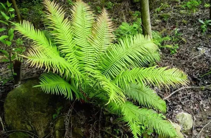 文山市首次发现国家Ⅱ级重点保护野生植物苏铁蕨