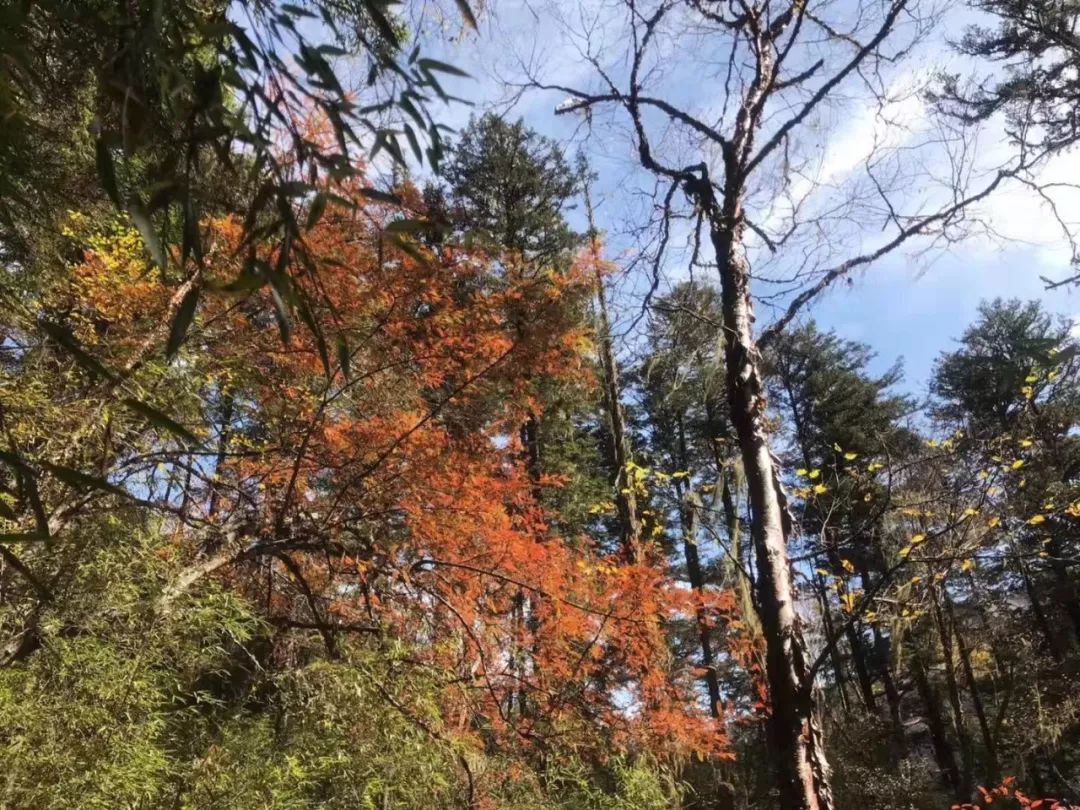 【一日游|邓生沟"天天发团"徒步看秋色_植被