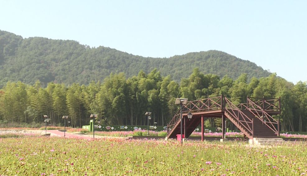 上虞这片格桑花惊艳了时光_桃园村