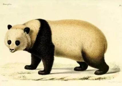 800万年史记大熊猫为何偏爱四川？_山系