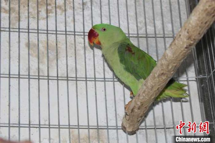 四川警方破获一起非法收购、出售43只鹦鹉案12人被起诉