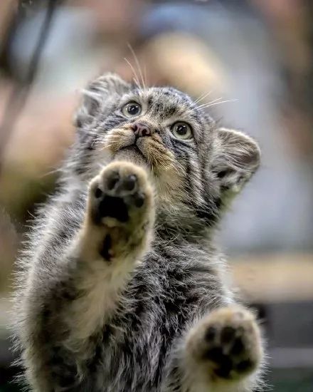 铁憨憨兔狲,每天不是卖萌就是偷窥对面的小熊