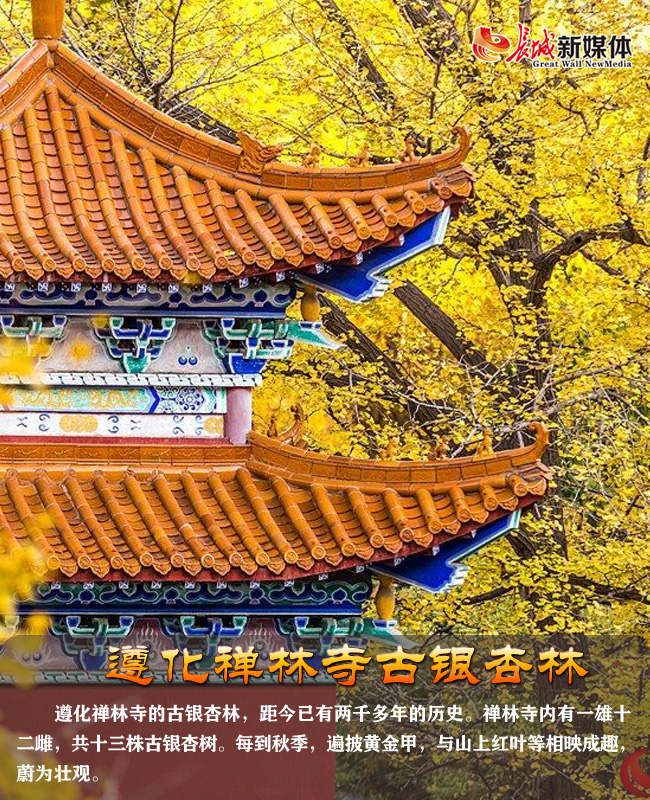 遵化禅林寺古银杏林
