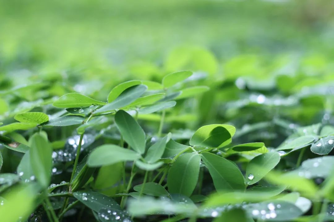 草甘膦的原理_湖南农业大学阐明植物代谢草甘膦并产生抗药性的分子机理(3)