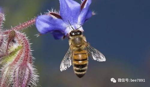 蜜蜂养殖中蜂与意蜂的区别掌握好有利于养蜂定位及区别管理