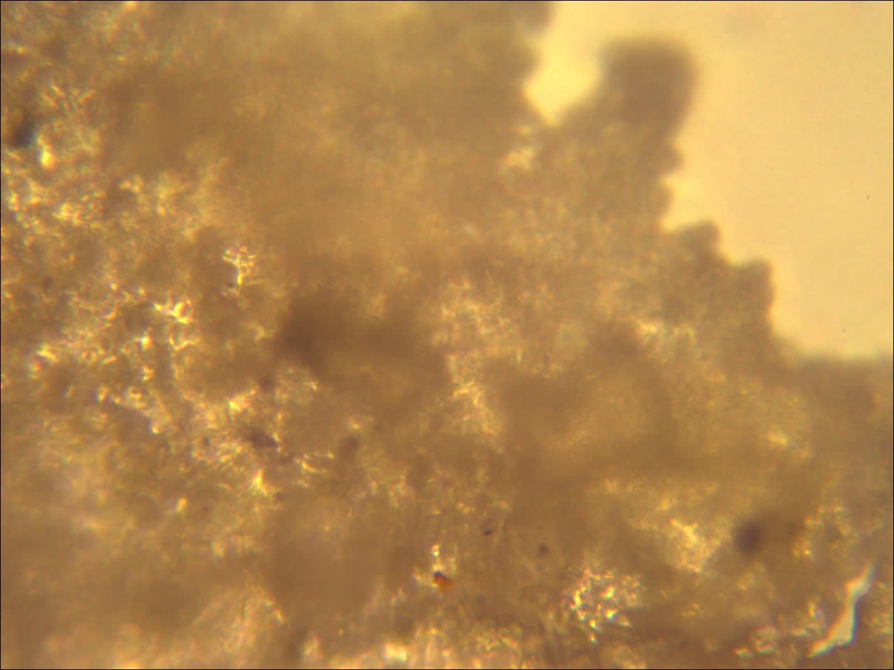 黑色残留物疑似为霉菌黄色残留物疑似为黄曲霉素黄曲霉素为真菌毒素