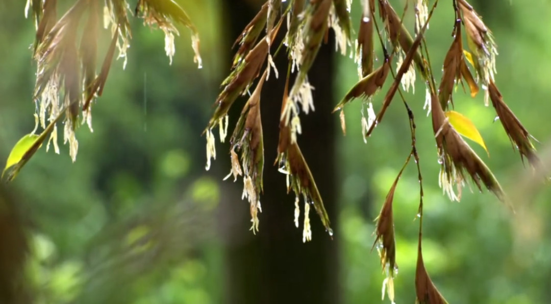 蓝莲花什么样 2ca8a9be44284ade8e10fa4144205071.jpeg