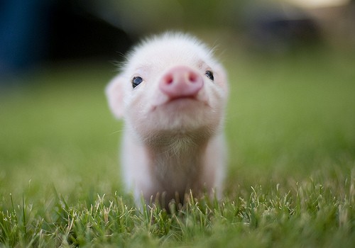 梦见开始养猪