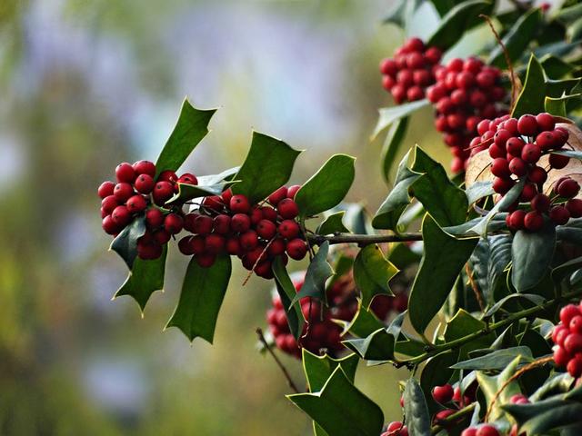 梦境的启示,梦见红枣树没有叶子,寓意何在? 梦境的启示,梦见红枣树没有叶子,寓意何在?