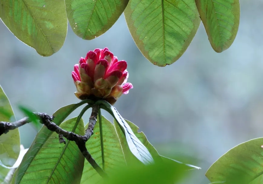 鹅耳枥是什么样子 3f4bf217bc6c4377ba59fda6666c8048.jpeg