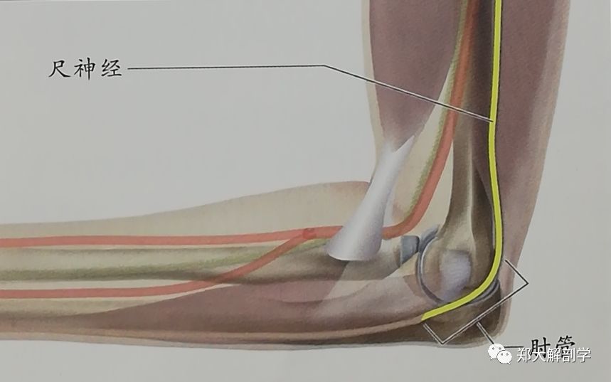 肘部局部触诊内侧外侧