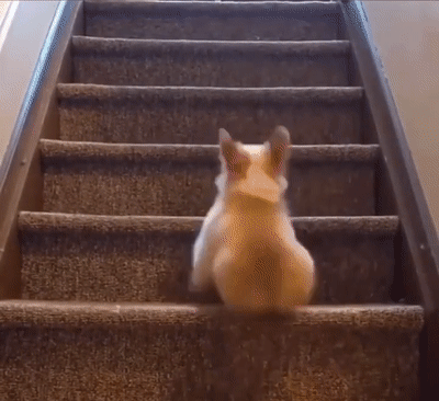 柯基爬楼梯，可这楼梯设计的，像是故意难为它..._兔子