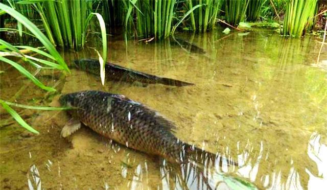 怎么养鱼不喂饲料 68c47647e8284c2f8067e9738009594e.jpeg