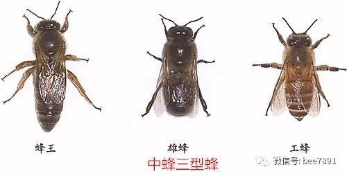 中蜂理论群势(只)=750*35=26250(只) 而意大利蜜蜂,由于意蜂蜂王的日