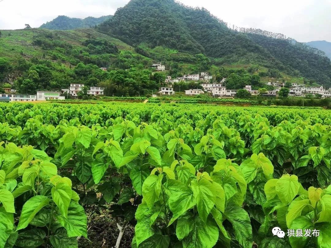 2018珙县经济总量_四川宜宾珙县何开华