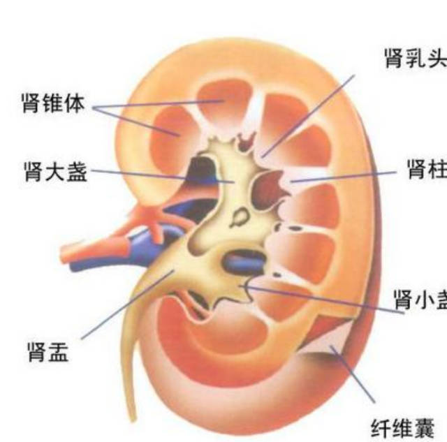 舌头起疙瘩疼怎么办