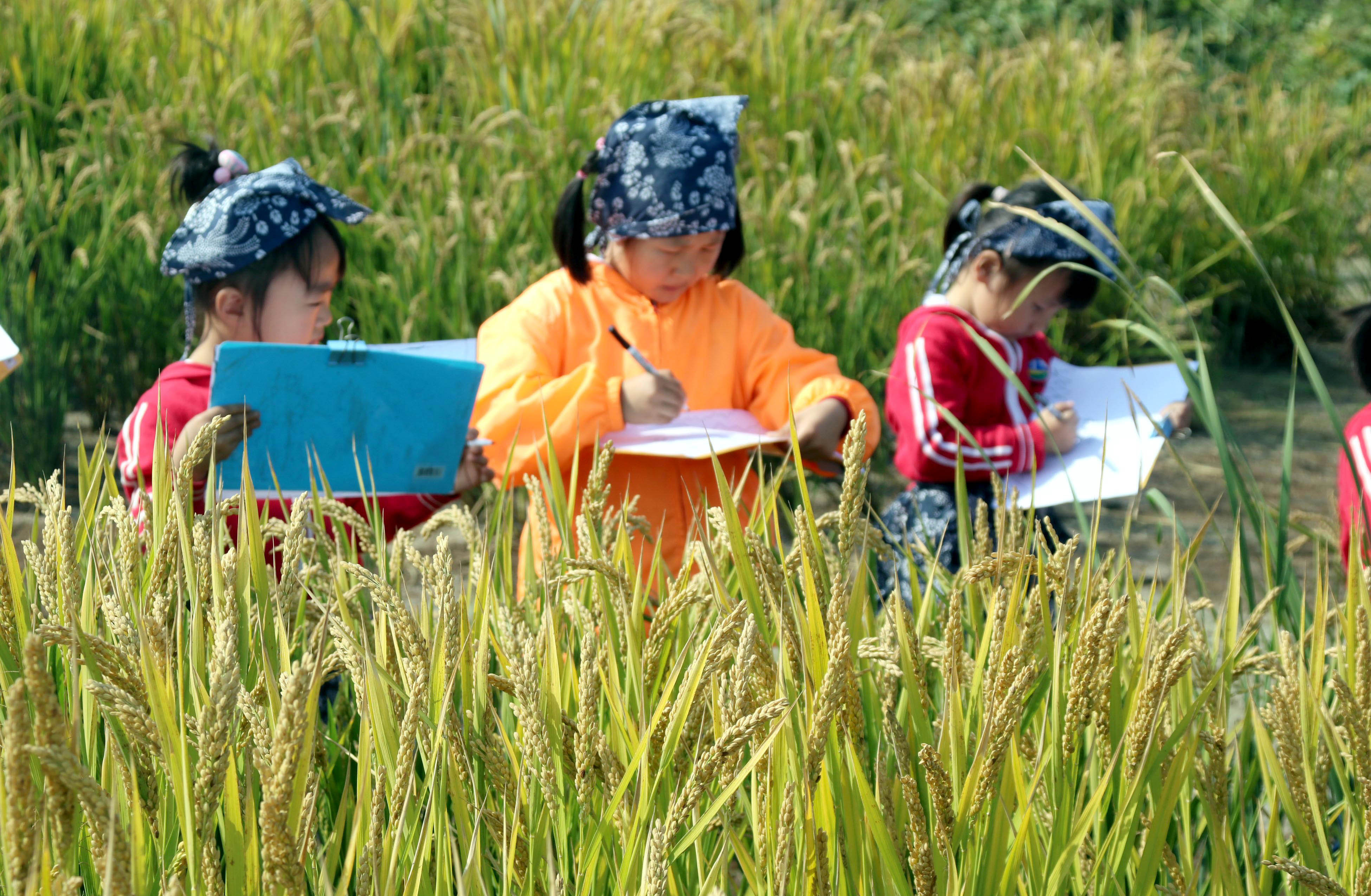 苏州市虎丘中心幼儿园把写生课搬到水稻田