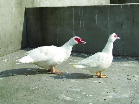 鸭出壳后多久打疫苗 b1cdb8cedbf34435b8aa9251daa1dd0a.jpeg