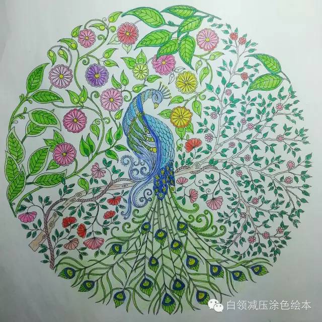 秘密花园》P80作品欣赏,孔雀篇！_搜狐网