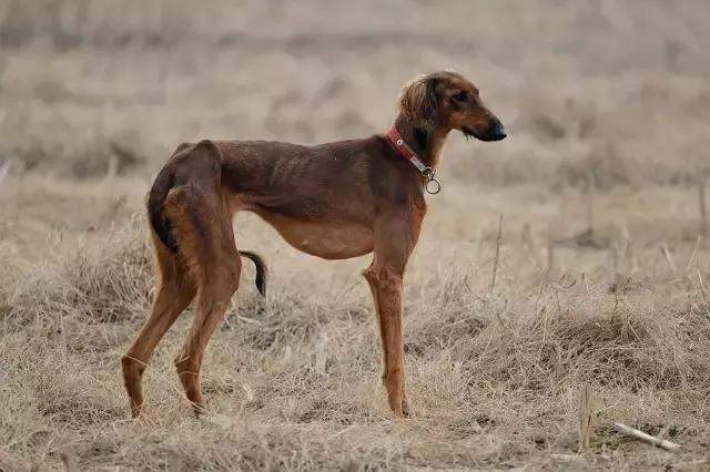 它是哮天犬的原型 中国速度最快的细犬如今却濒临灭绝