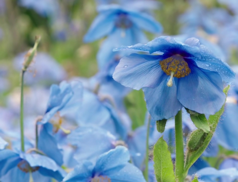 松果菊什么样子 ca0377e144f94ea2ab949c2b851e81d0.jpeg