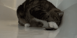 甩头发的猫 ccca9ae8e6bc45a7b09daed9c590672d.gif