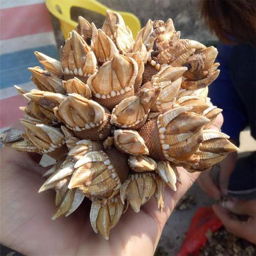 为什么叫佛手 cef56a9f503745f38e9828bbc1514155.jpeg